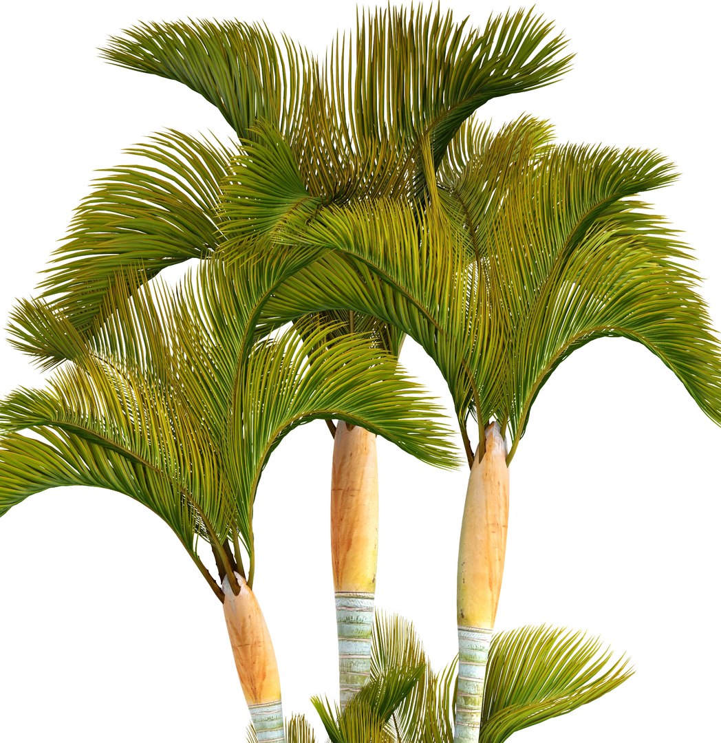3D tropical plants https://p.turbosquid.com/ts-thumb/6f/erhpoM/yBfvw2QE/plantspalmtropick03/jpg/1507139531/1920x1080/fit_q87/7105119ed6d2d3d05566fbf3b6b68d0f19f4586b/plantspalmtropick03.jpg