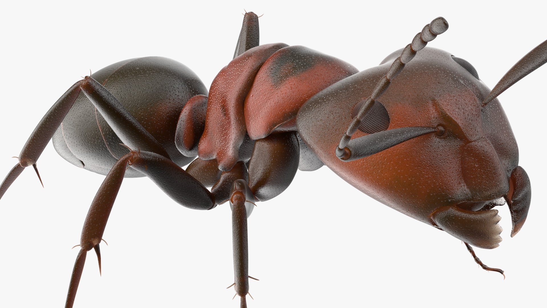 3D Realistic Red Ant Insect model https://p.turbosquid.com/ts-thumb/6f/nmkQTC/0B/realistic_red_ant_insect_011/jpg/1734045497/1920x1080/fit_q87/962a638af5b618bb60b41e1baea1a87e1bde46bc/realistic_red_ant_insect_011.jpg