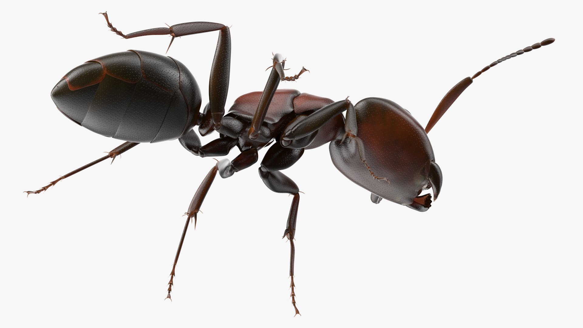 3D Realistic Red Ant Insect model https://p.turbosquid.com/ts-thumb/6f/nmkQTC/D1/realistic_red_ant_insect_010/jpg/1734045490/1920x1080/fit_q87/1307548249ab1fd3ee3083ed7498e4222b4a42ad/realistic_red_ant_insect_010.jpg