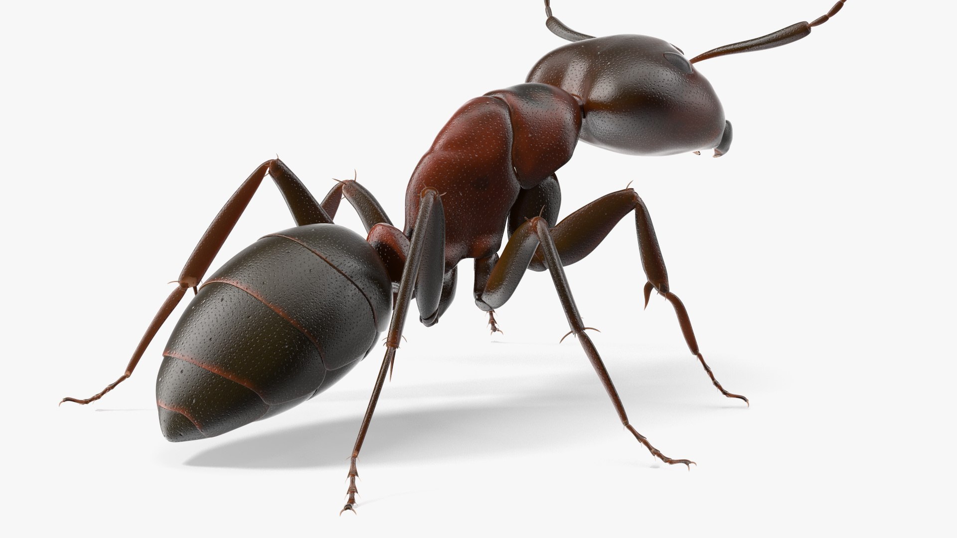 3D Realistic Red Ant Insect model https://p.turbosquid.com/ts-thumb/6f/nmkQTC/t6/realistic_red_ant_insect_008/jpg/1734045477/1920x1080/fit_q87/e5c8ca59afeaaaa8c3bd064fbef2c2981efaf58c/realistic_red_ant_insect_008.jpg