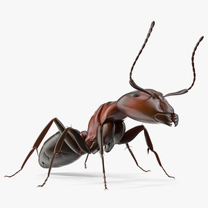 Realistic Red Ant Insect