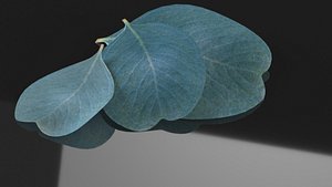 Blue eucalyptus leaves health advertising decor