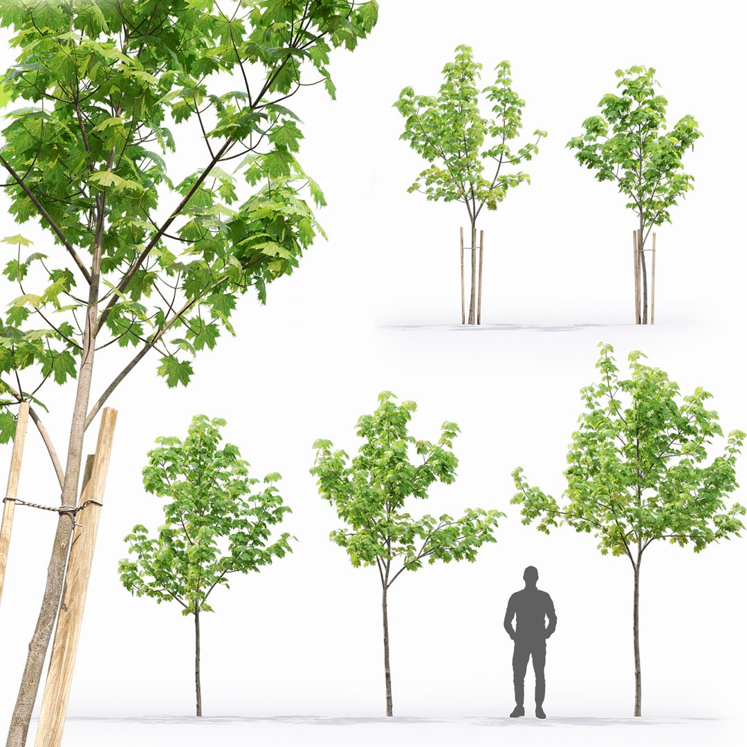 3D Model Maple Tree 13 3 - TurboSquid 1738506