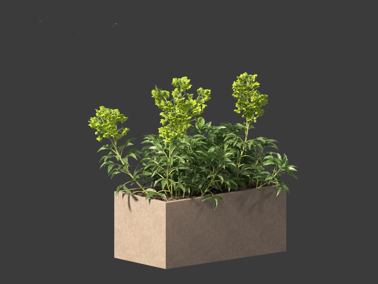 3D model Helleborus argutifolius - Corsican hellebore 01 https://p.turbosquid.com/ts-thumb/6f/y1p0mT/1W/helleborusargutifolius0113/jpg/1698412589/1920x1080/fit_q87/0f06f3cc13b8dfffc0628b279c0d40a167dad5ae/helleborusargutifolius0113.jpg