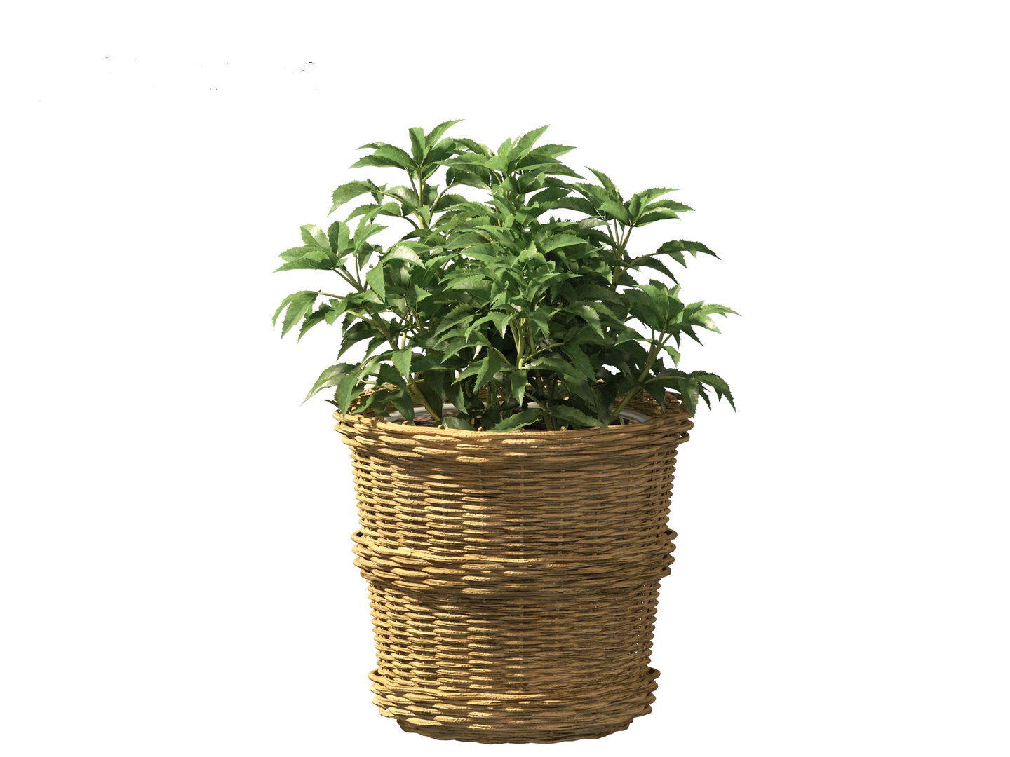3D model Helleborus argutifolius - Corsican hellebore 01 https://p.turbosquid.com/ts-thumb/6f/y1p0mT/5o/helleborusargutifolius019/jpg/1698412586/1920x1080/fit_q87/82dd479bd64959b73c63007ff7524fbf72b9d8dd/helleborusargutifolius019.jpg