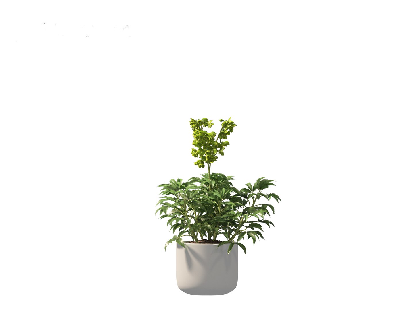 3D model Helleborus argutifolius - Corsican hellebore 01 https://p.turbosquid.com/ts-thumb/6f/y1p0mT/9Y/helleborusargutifolius0111/jpg/1698412587/1920x1080/fit_q87/fe0adc2b62b00a393a33ad253c82f0961c149f63/helleborusargutifolius0111.jpg