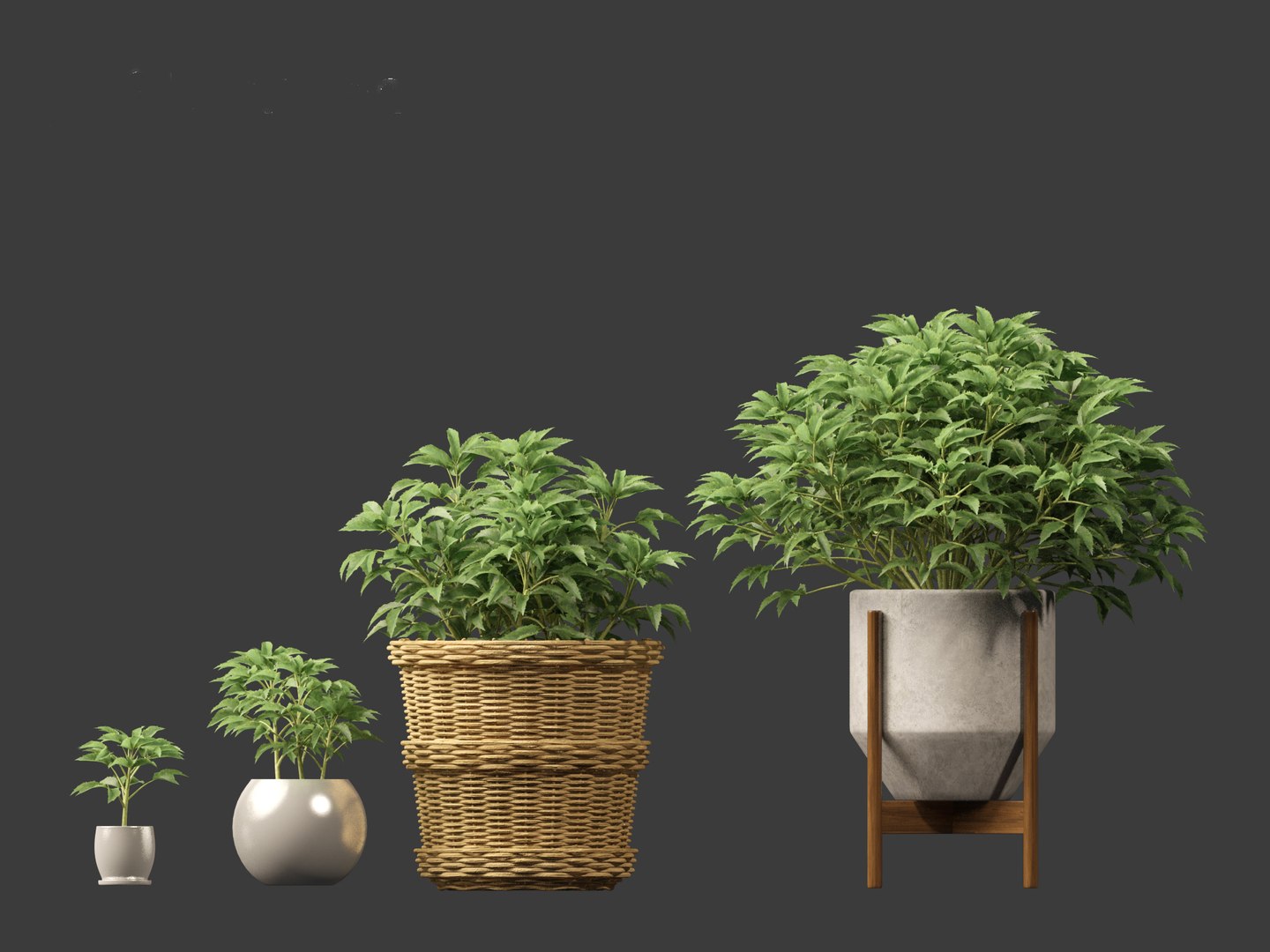 3D model Helleborus argutifolius - Corsican hellebore 01 https://p.turbosquid.com/ts-thumb/6f/y1p0mT/EP/helleborusargutifolius013/jpg/1698412582/1920x1080/fit_q87/085574b257c9c78f1d67b43eb0ed21ac959535b5/helleborusargutifolius013.jpg