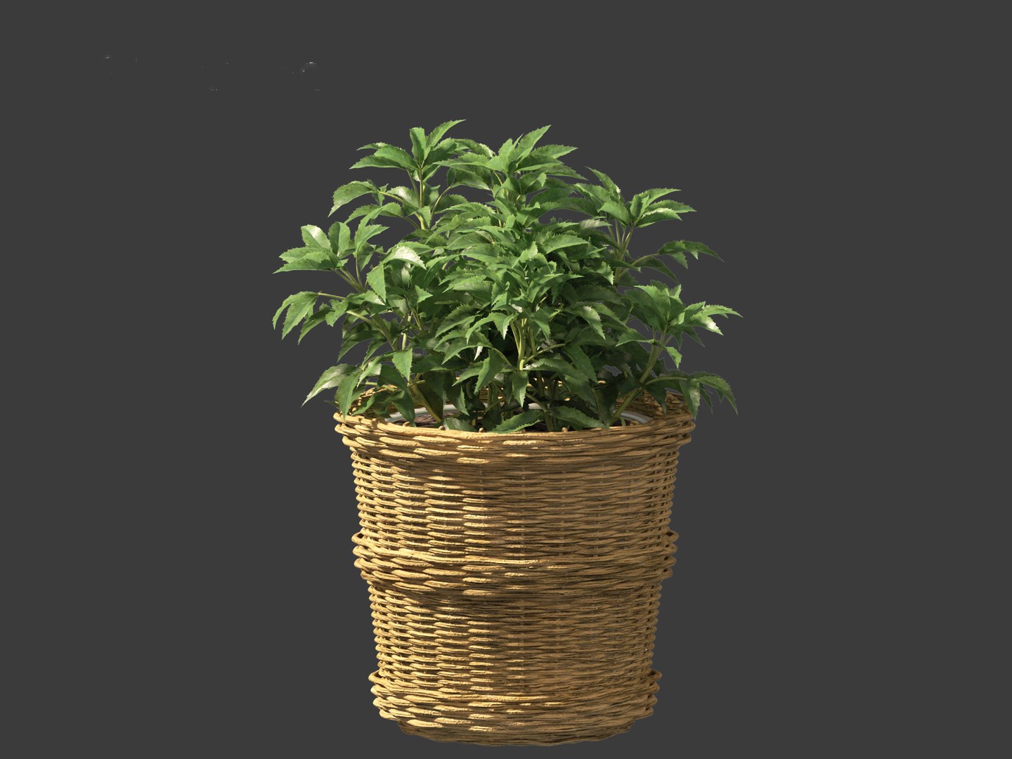 3D model Helleborus argutifolius - Corsican hellebore 01 https://p.turbosquid.com/ts-thumb/6f/y1p0mT/J1/helleborusargutifolius0110/jpg/1698412587/1920x1080/fit_q87/63c8676636ec6efdda6d623ceb406803f70428c4/helleborusargutifolius0110.jpg