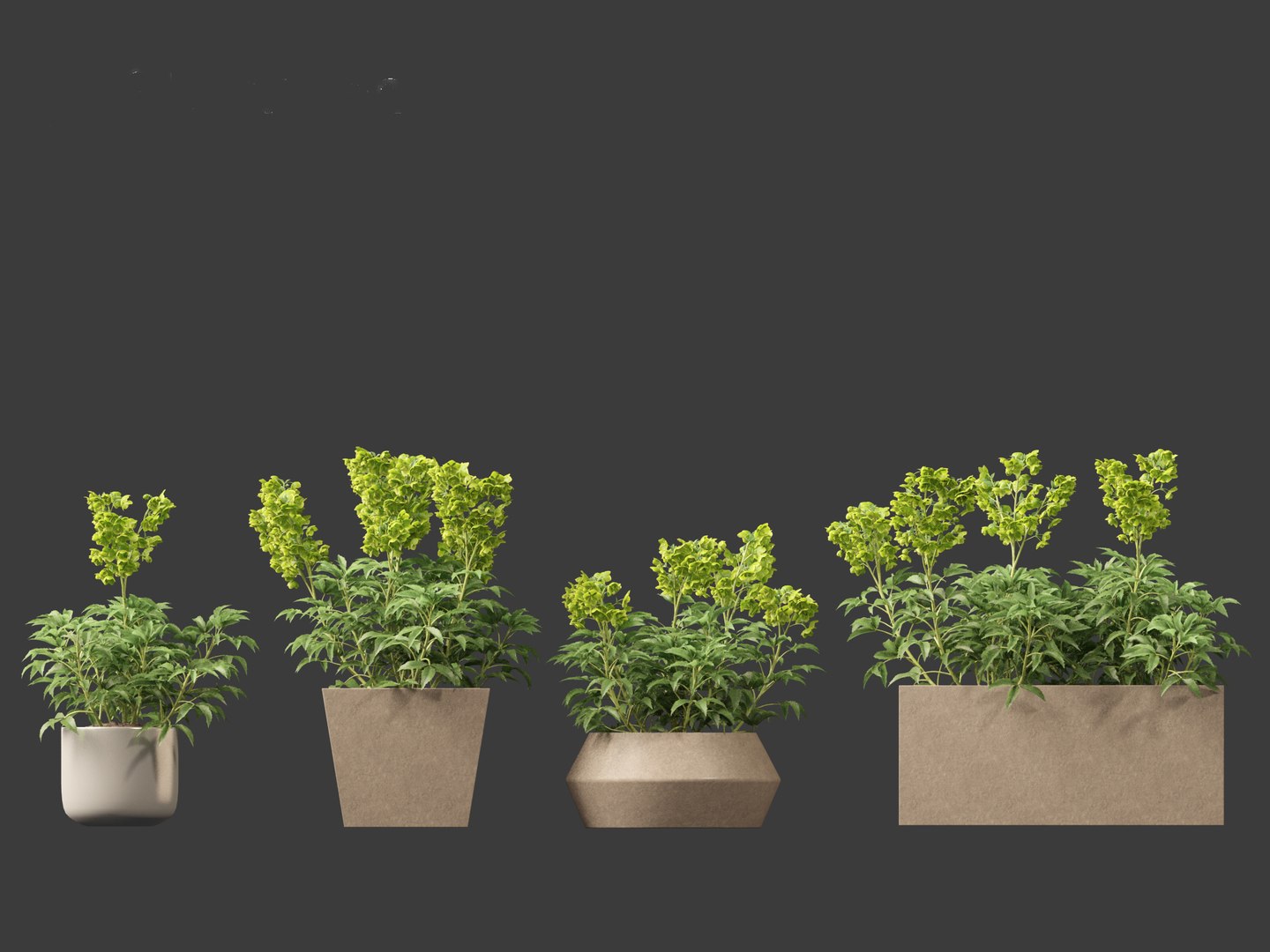 3D model Helleborus argutifolius - Corsican hellebore 01 https://p.turbosquid.com/ts-thumb/6f/y1p0mT/ZG/helleborusargutifolius016/jpg/1698412585/1920x1080/fit_q87/244162b60100c700ec7358077374e89d543227ee/helleborusargutifolius016.jpg