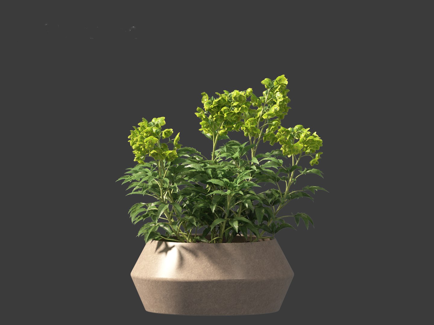 3D model Helleborus argutifolius - Corsican hellebore 01 https://p.turbosquid.com/ts-thumb/6f/y1p0mT/cM/helleborusargutifolius017/jpg/1698412585/1920x1080/fit_q87/42cec56a58909b2f46c7db95d43526d210dd9018/helleborusargutifolius017.jpg