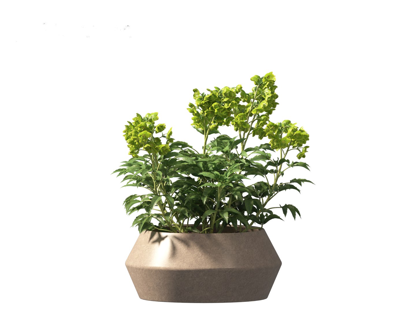 3D model Helleborus argutifolius - Corsican hellebore 01 https://p.turbosquid.com/ts-thumb/6f/y1p0mT/cY/helleborusargutifolius018/jpg/1698412585/1920x1080/fit_q87/513fe12629d463c23274bb3abf31358492573f75/helleborusargutifolius018.jpg