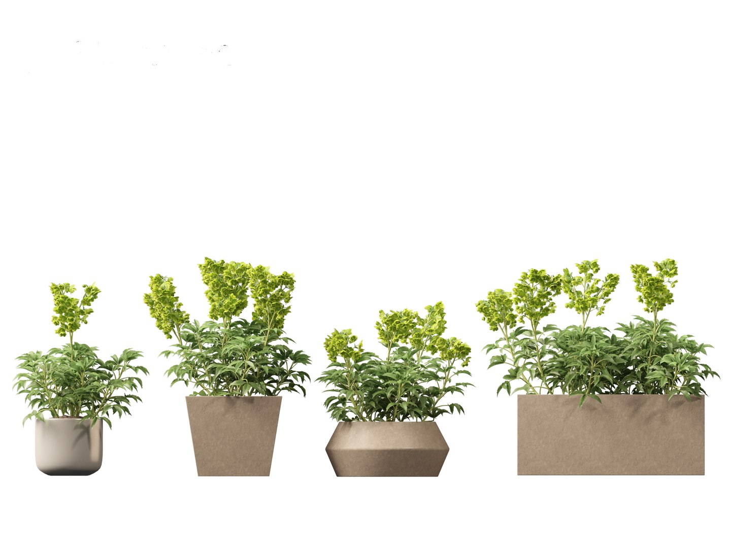 3D model Helleborus argutifolius - Corsican hellebore 01 https://p.turbosquid.com/ts-thumb/6f/y1p0mT/fC/helleborusargutifolius015/jpg/1698412585/1920x1080/fit_q87/6affa80f1fc2adc61c307fa26ec4400a77ac1117/helleborusargutifolius015.jpg