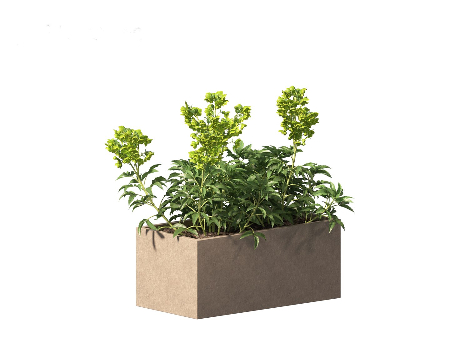 3D model Helleborus argutifolius - Corsican hellebore 01 https://p.turbosquid.com/ts-thumb/6f/y1p0mT/u9/helleborusargutifolius0114/jpg/1698412600/1920x1080/fit_q87/72fb05cf0960c020c7257204d6a8dfa941e305d2/helleborusargutifolius0114.jpg