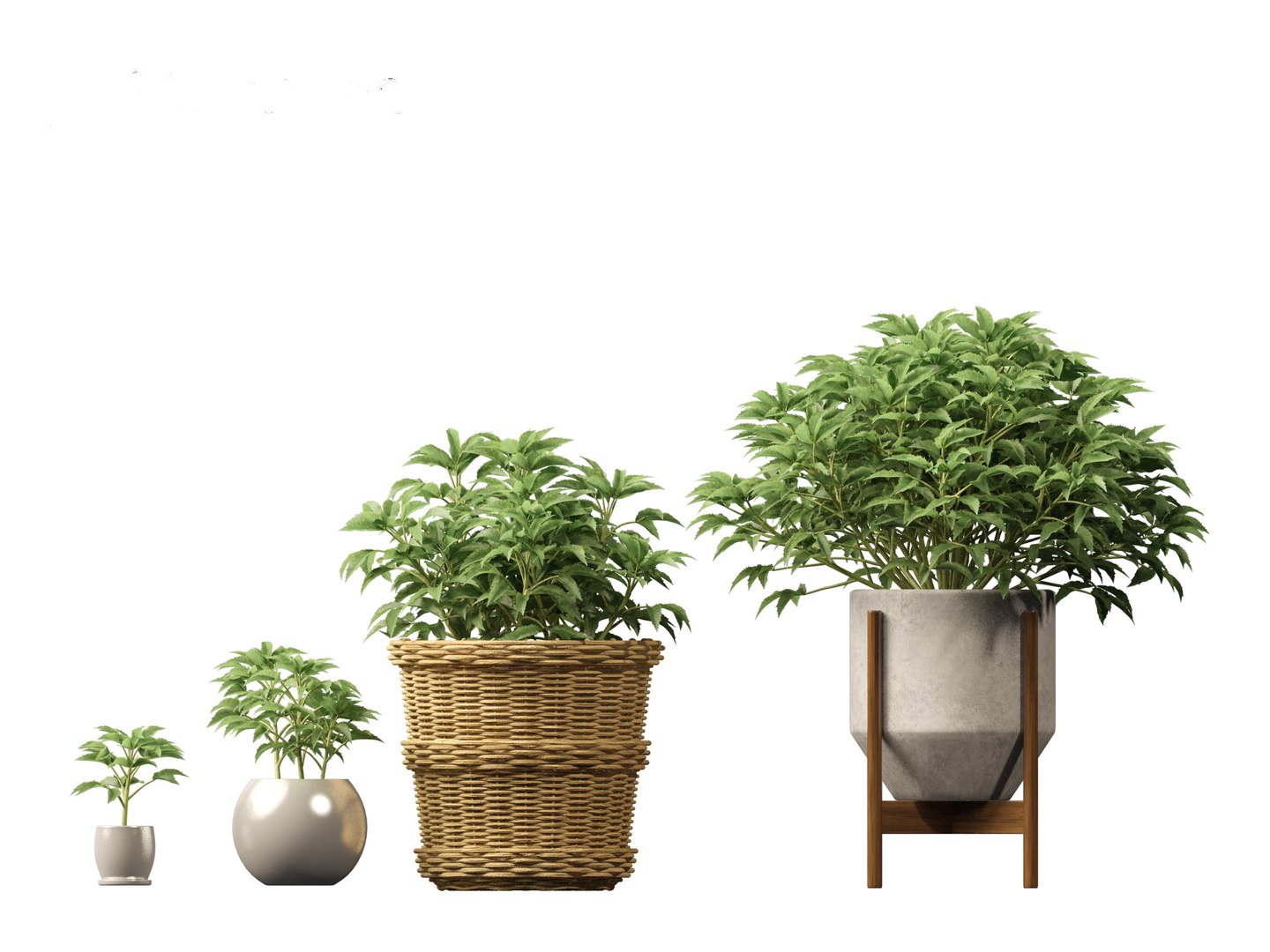 3D model Helleborus argutifolius - Corsican hellebore 01 https://p.turbosquid.com/ts-thumb/6f/y1p0mT/ut/helleborusargutifolius014/jpg/1698412583/1920x1080/fit_q87/89cbc5c61bce44c74e8b466bae737c876d9bc1a2/helleborusargutifolius014.jpg