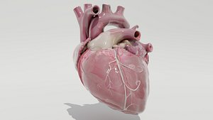 3D Heart model