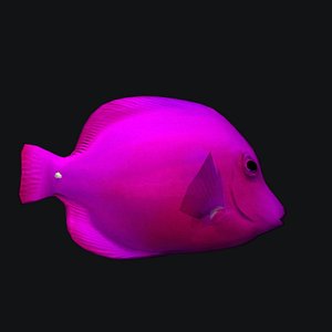 pink Cheek Butterfly fish