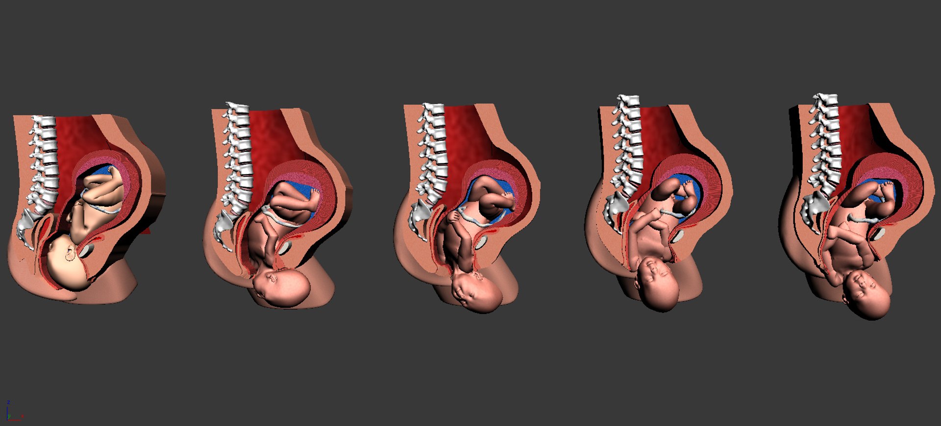 3dsmax Childbirth Sequence