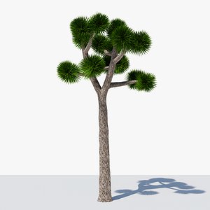 3D Joshua Tree or Yucca Palm v8