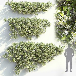 3D Jasminum creeping 01