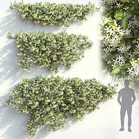 Jasminum creeping 01