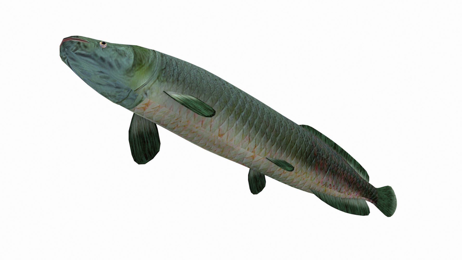 Arapaima 3D - TurboSquid 2115150