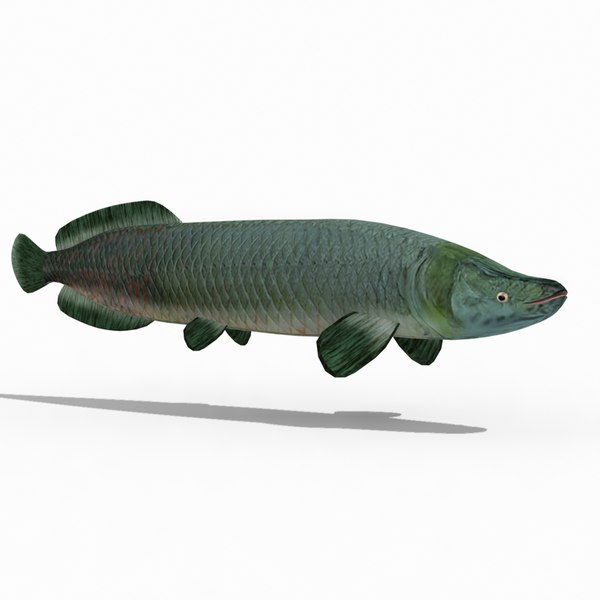 Modelo 3d Arapaima - TurboSquid 2115150