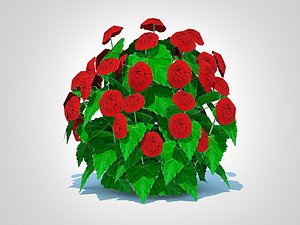 Begonia -Red