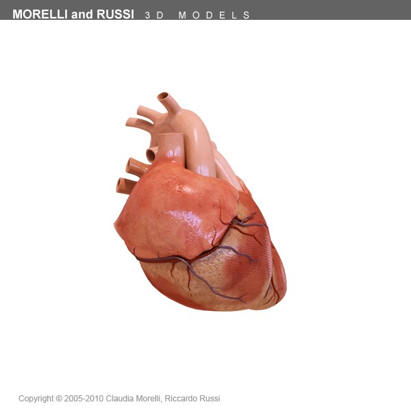 morelli human heart section 3d model