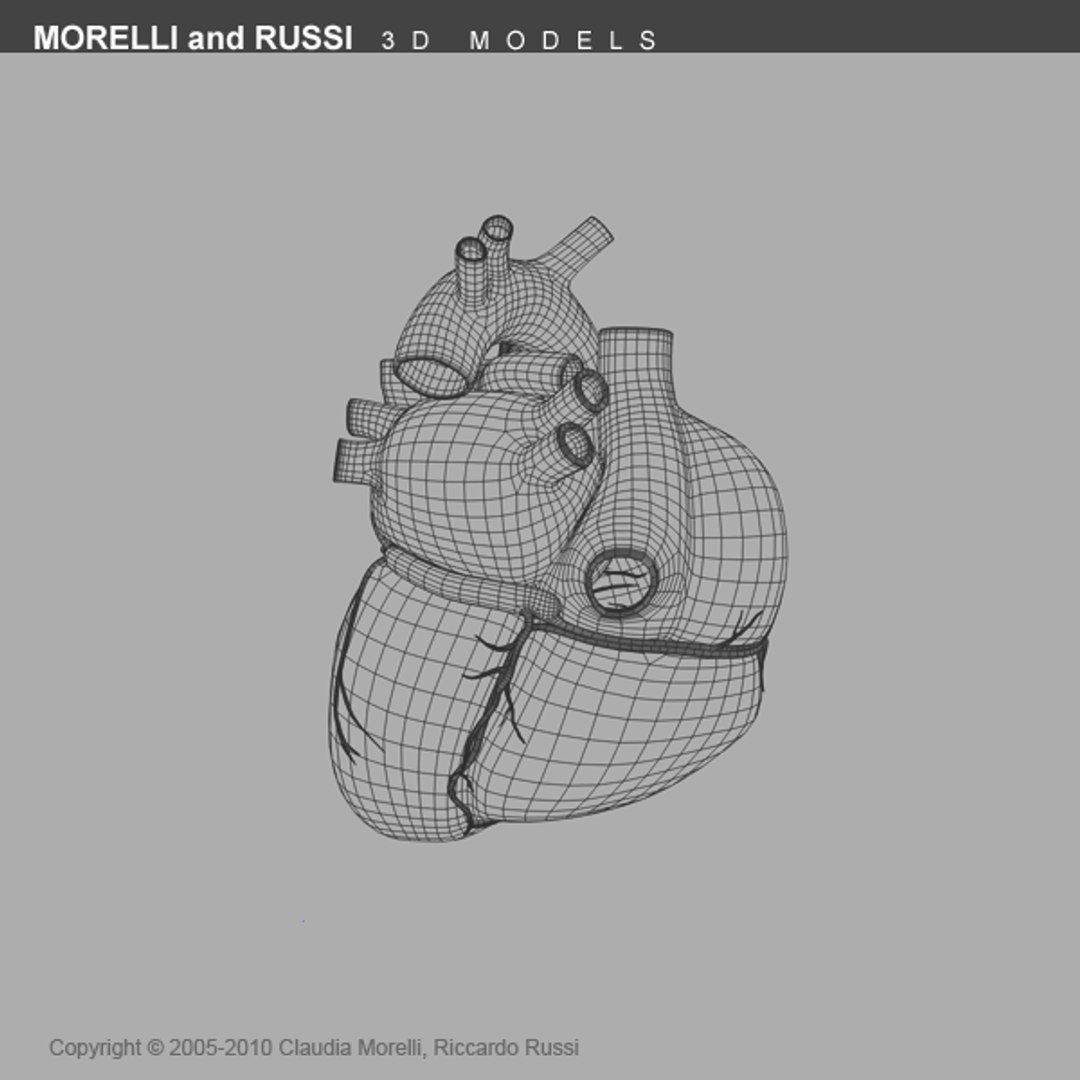 Morelli Human Heart Section 3d Model