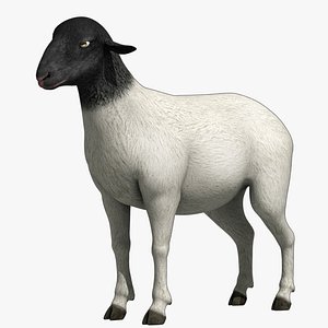 Sheep  Ram  Ewe  Goat 3D model
