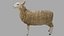 Sheep OBJ 3D model