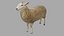 Sheep OBJ 3D model