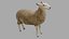 Sheep OBJ 3D model