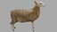 Sheep OBJ 3D model