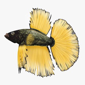 Betta Fish Aquarium Pet Rigged