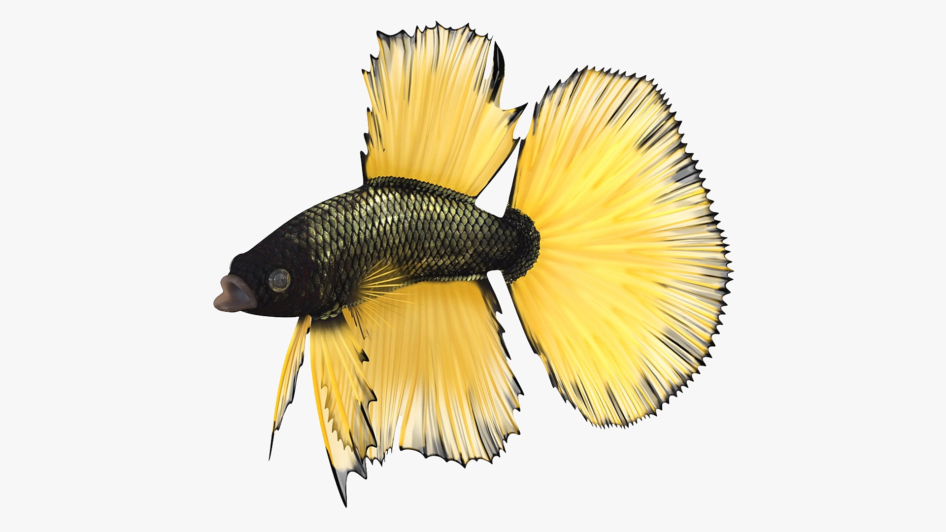 3D Betta Fish Aquarium Pet Rigged Model - TurboSquid 2342486