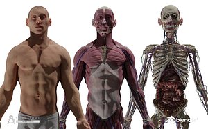 3D HD Male Complete Human Anatomy model