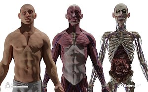HD Male Complete Human Anatomy