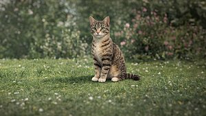 cat model