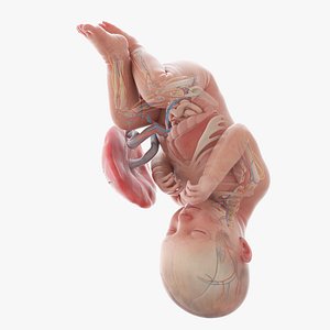 3D Fetus Anatomy Week 38 Animated