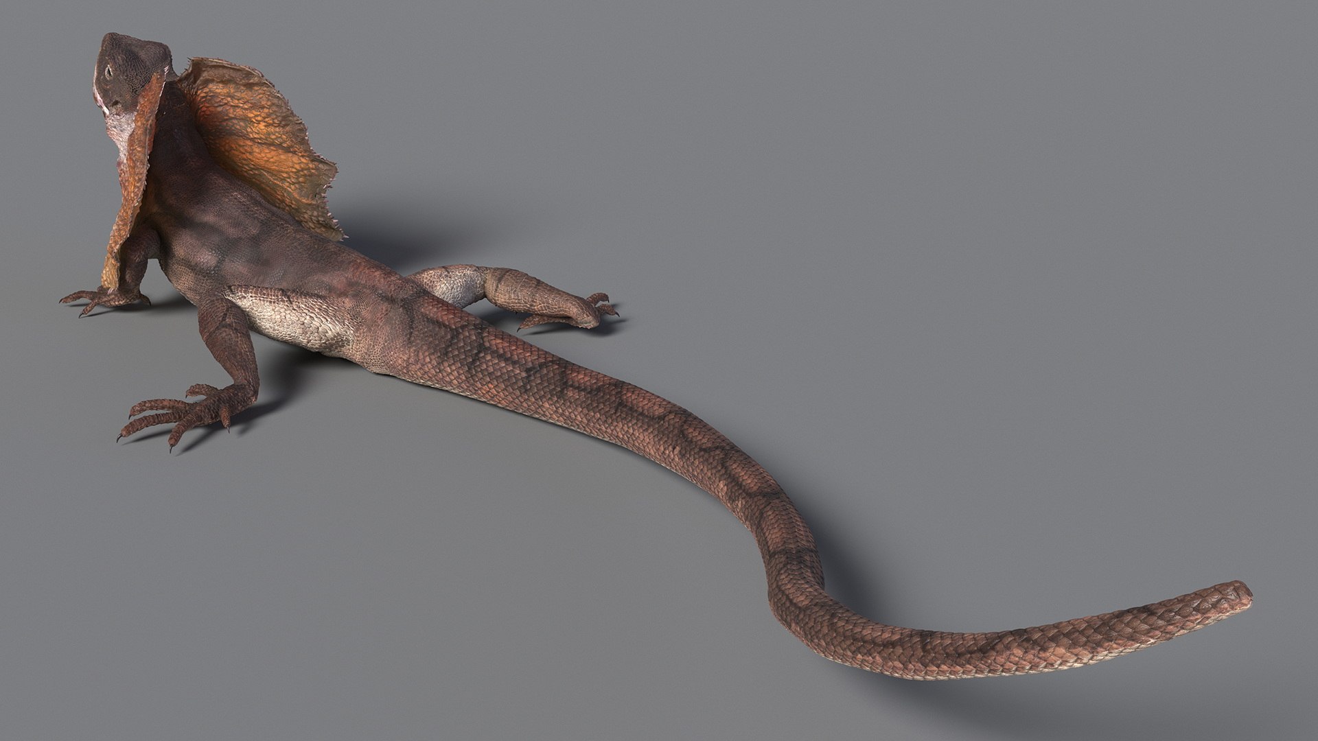 3D Frillneck Lizard Rigged Model - TurboSquid 2265947