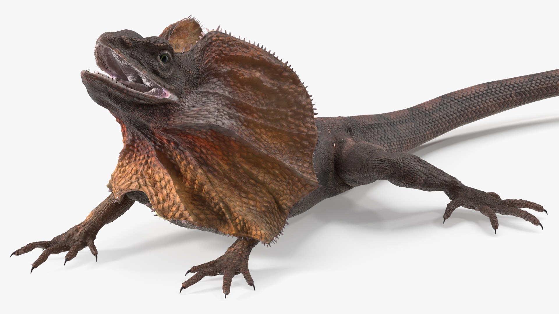 3D Frillneck Lizard Rigged model https://p.turbosquid.com/ts-thumb/6h/4tkwLY/EF/frillneck_lizard_rigged_002/jpg/1723213636/1920x1080/fit_q87/495354c49861e498b88f8fa342090f89c63ad2fc/frillneck_lizard_rigged_002.jpg