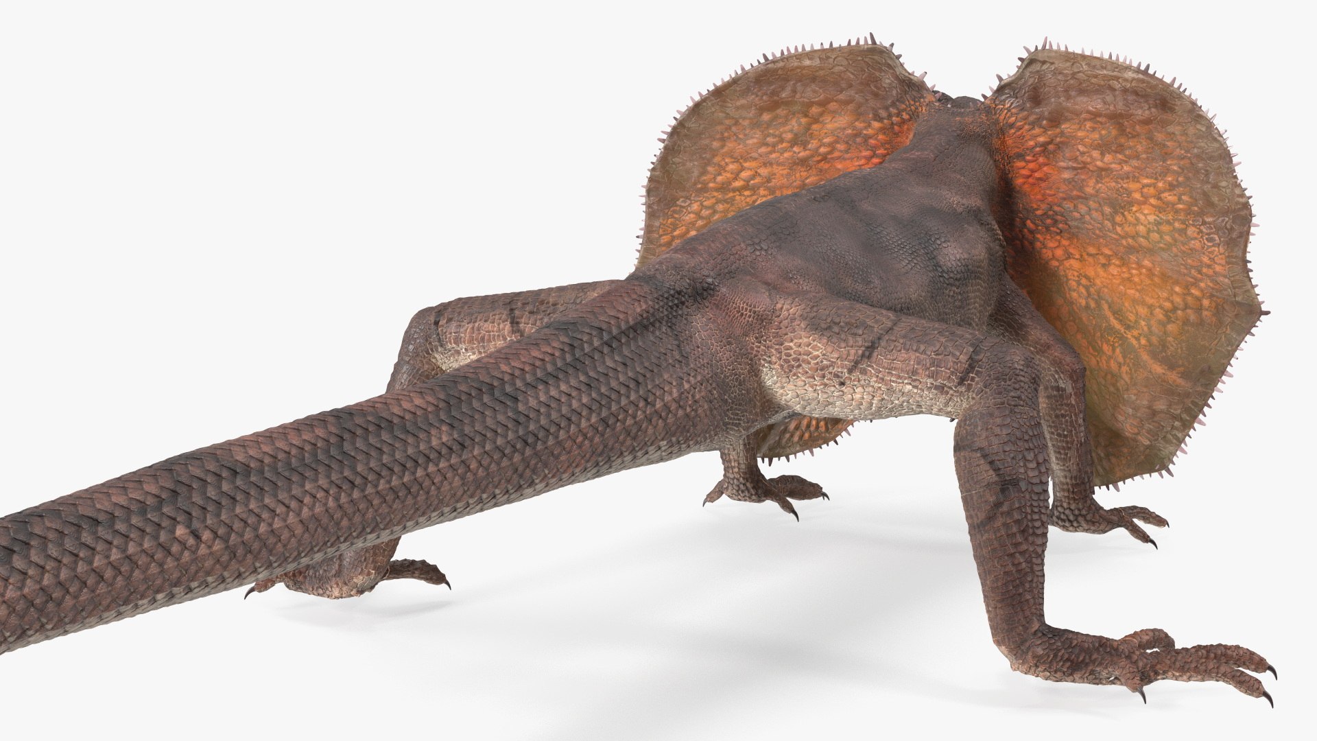 3D Frillneck Lizard Rigged Model - TurboSquid 2265947