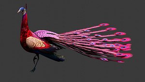 Peacock-A1 3D model