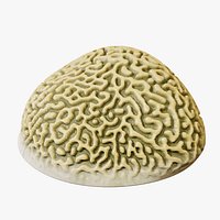 Brain Coral - PBR