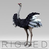 Ostrich  rigged