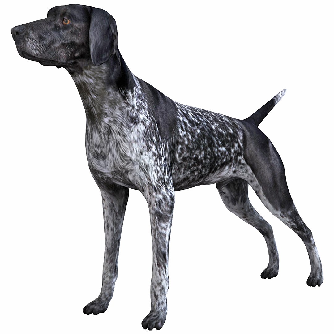 max german shorthaired pointer https://p.turbosquid.com/ts-thumb/6h/jr52sa/KGE0hBpz/124465_german_shorthaired_pointer_kurzhaar_000/jpg/1361979893/1920x1080/fit_q87/25a948f6845543f8c85344e1660ee9999567091e/124465_german_shorthaired_pointer_kurzhaar_000.jpg