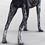 German Shorthaired Pointer Kurzhaar