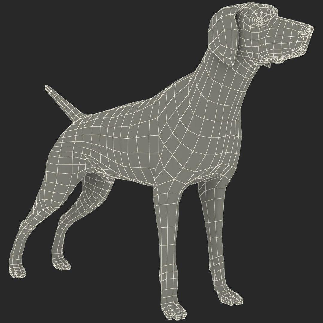 max german shorthaired pointer https://p.turbosquid.com/ts-thumb/6h/jr52sa/PaCEvMrJ/123605_german_shorthaired_pointer_kurzhaar_016/jpg/1361979880/1920x1080/fit_q87/d93e8fd2cbbd1d53e1482206e913e5aef2e3bb9b/123605_german_shorthaired_pointer_kurzhaar_016.jpg