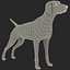 German Shorthaired Pointer Kurzhaar